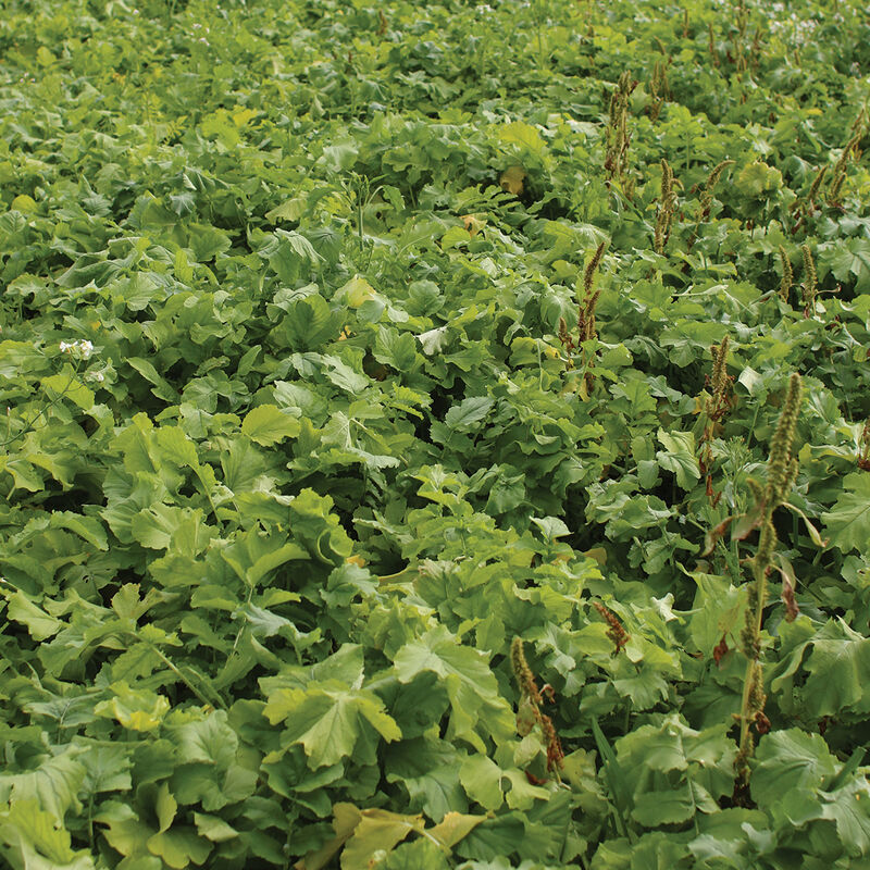 Oilseed Radish Oilseed Radish Radishes (Cover Crop)