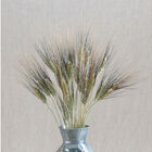 Black Tip Wheat Grasses, Ornamental