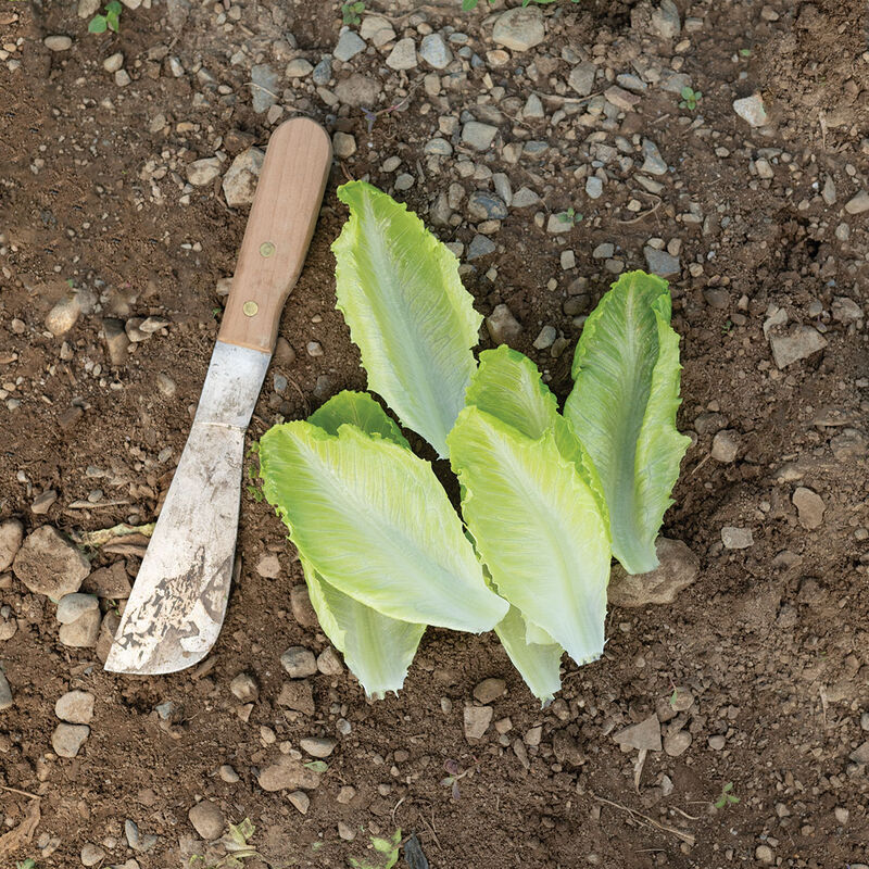 Tendita Romaine Lettuce (Cos)