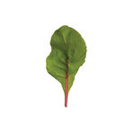 Charbell Swiss Chard