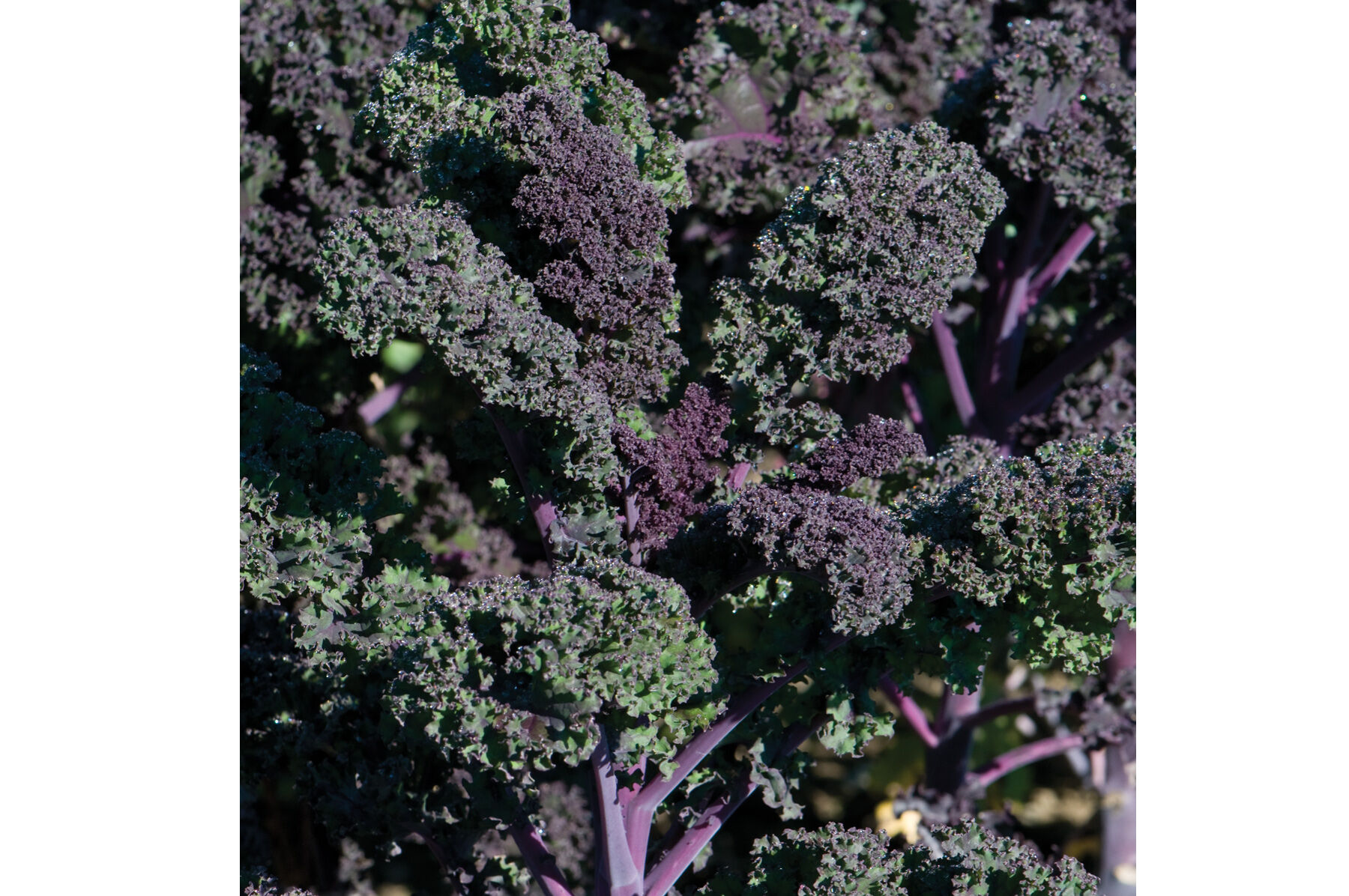 Redbor Organic (F1) Kale Seed Johnny's Selected Seeds