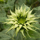 SunFill™ Green Tall Sunflowers