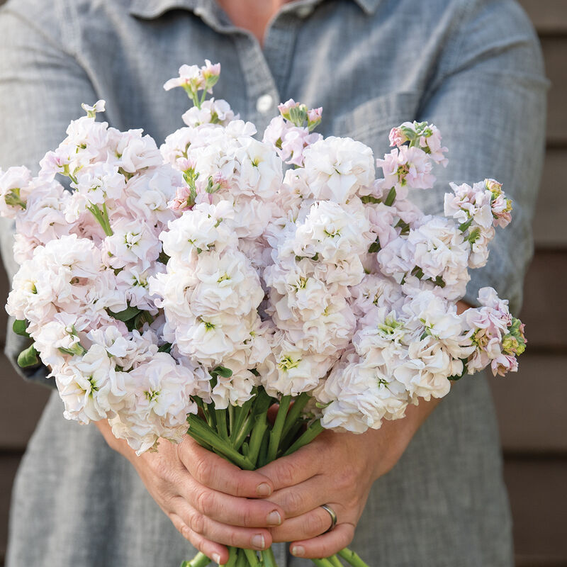 Flower Stock Iron Pink 50 Non-GMO, Heirloom Seeds