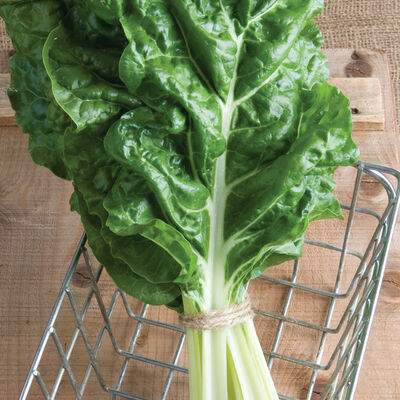 Fordhook Giant Swiss Chard