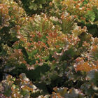 Ruby Sky Lettuce