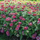 Double Zahara™ Raspberry Ripple Zinnias