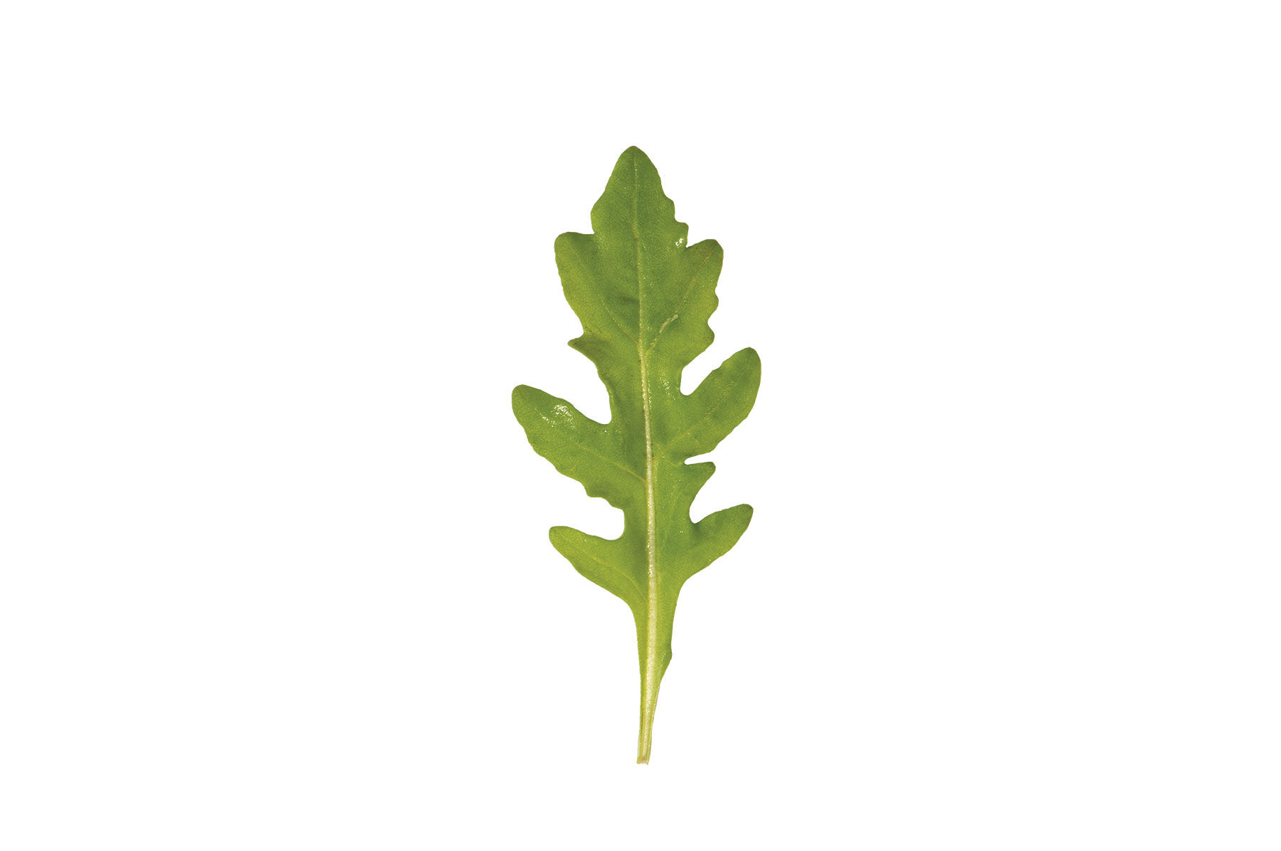 Johnny's Selected Seeds Bellezia Arugula Seed - Thumbnail 3