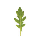 Bellezia Arugula (Roquette)