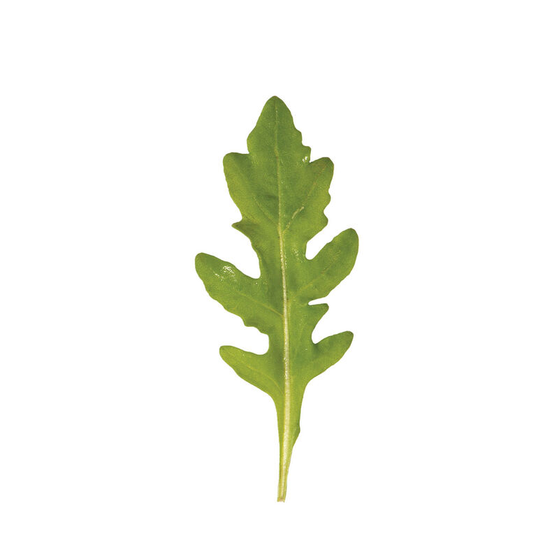 Bellezia Arugula (Roquette)