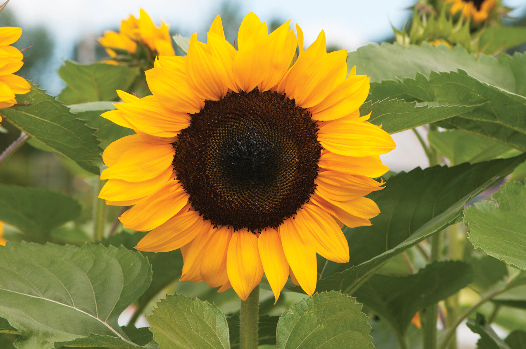 Sunflower Seeds for Planting | Johnny's Selected Seeds
