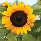ProCut® Orange Tall Sunflowers