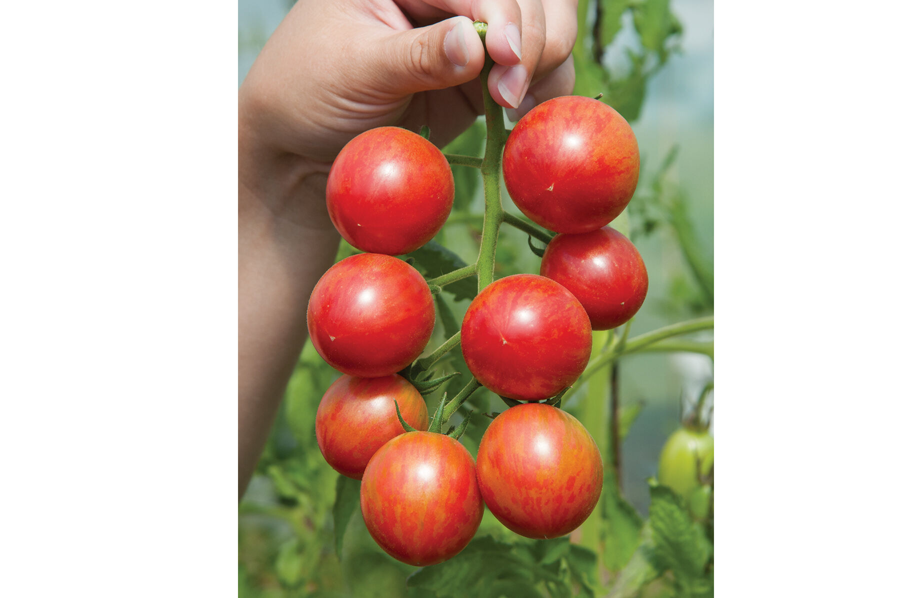 Pink Bumble Bee - Organic Cherry Tomato Seeds | Johnny's Selected