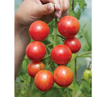 Pink Bumble Bee Specialty Tomatoes
