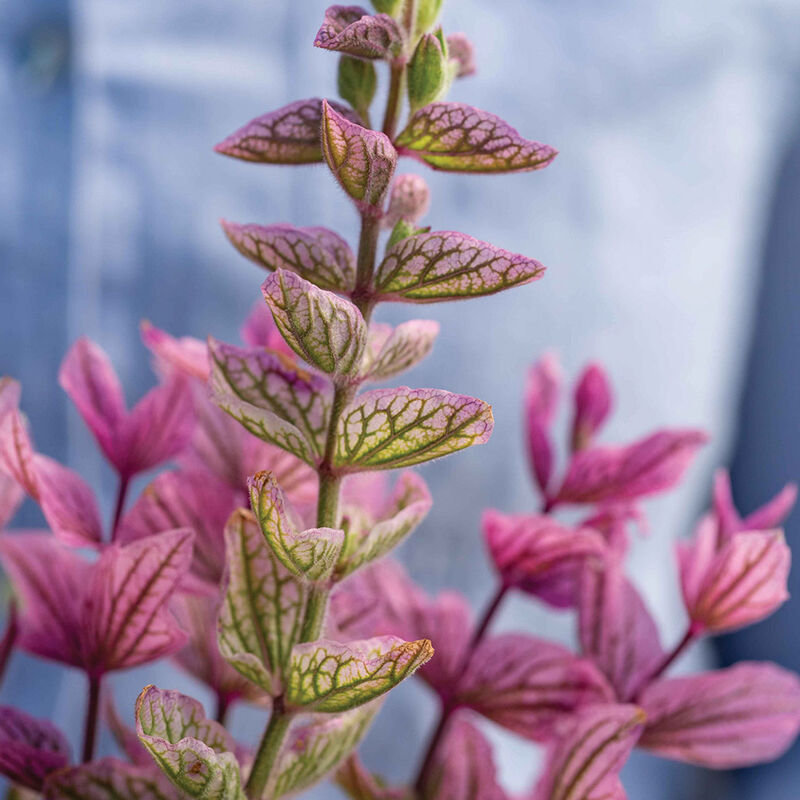 Pink Sundae Salvia