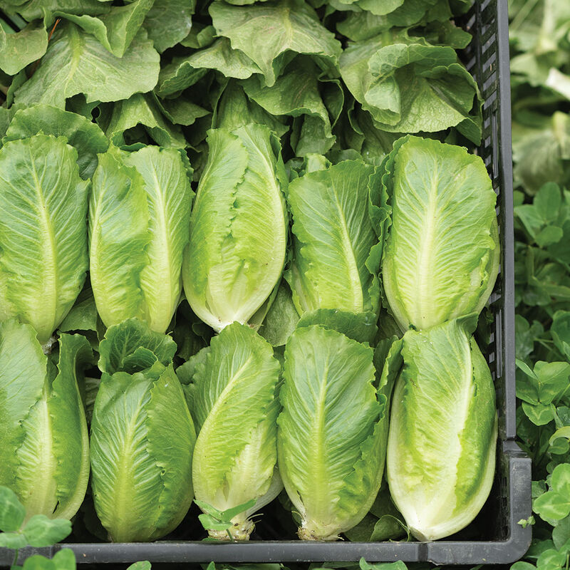 Tendita Romaine Lettuce (Cos)