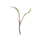 Beet, Red Beet Microgreen Vegetables