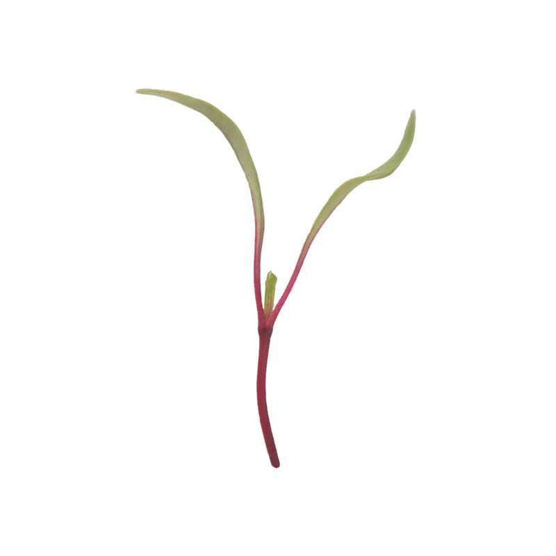 Beet, Red Beet Microgreen Vegetables
