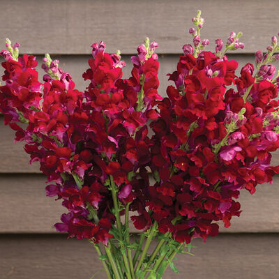 Costa Velvet I–II Snapdragon