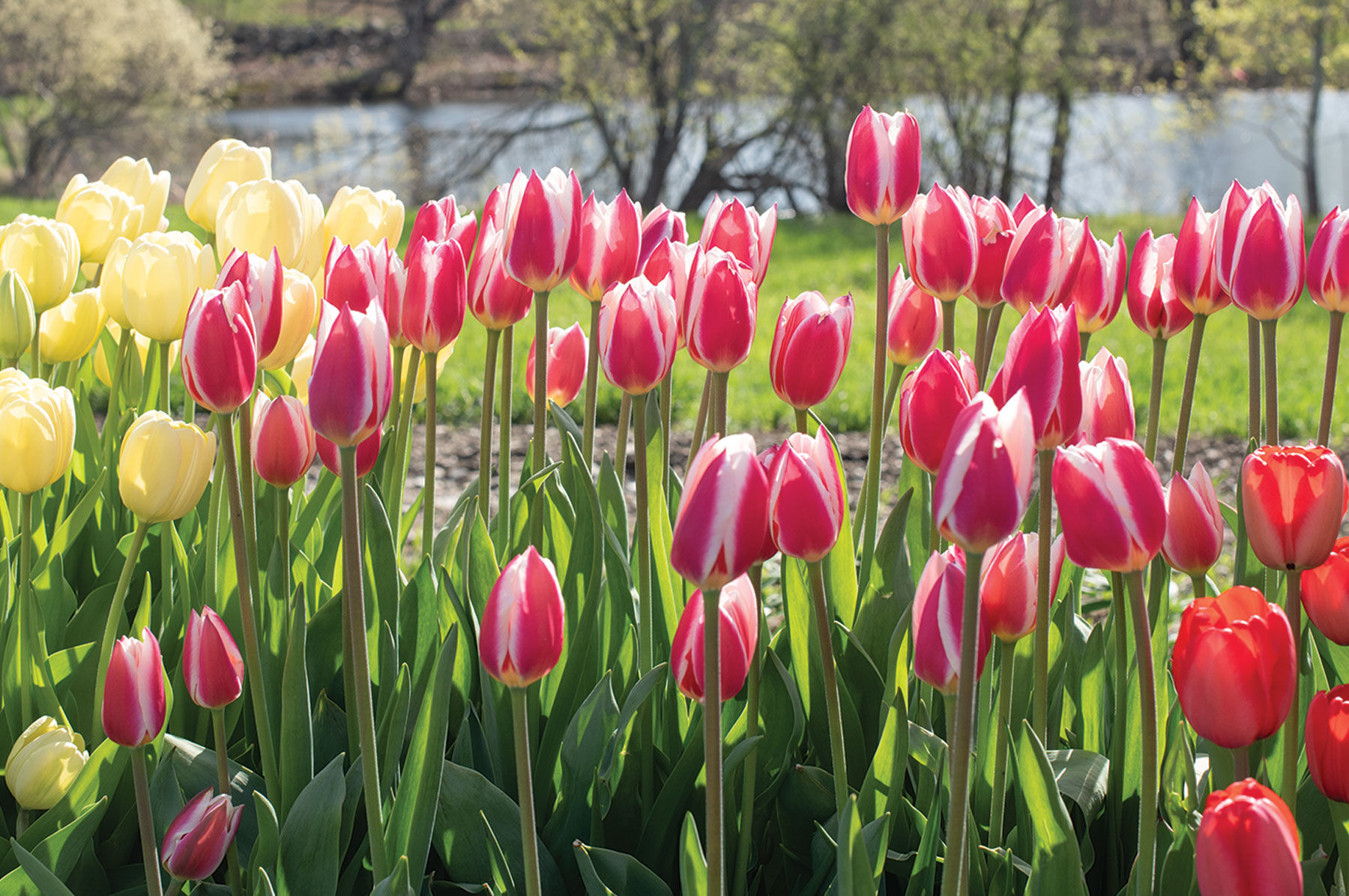 Red Flower Varieties | Johnny's Selected Seeds