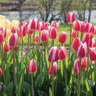 Candy Apple Delight&reg; Tulips