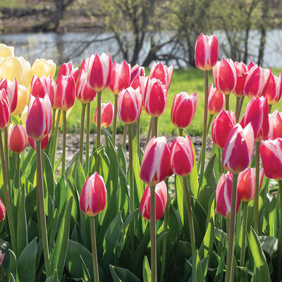 Candy Apple Delight&reg; Tulips