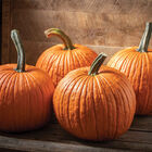 Duchess Jack-o-Lanterns