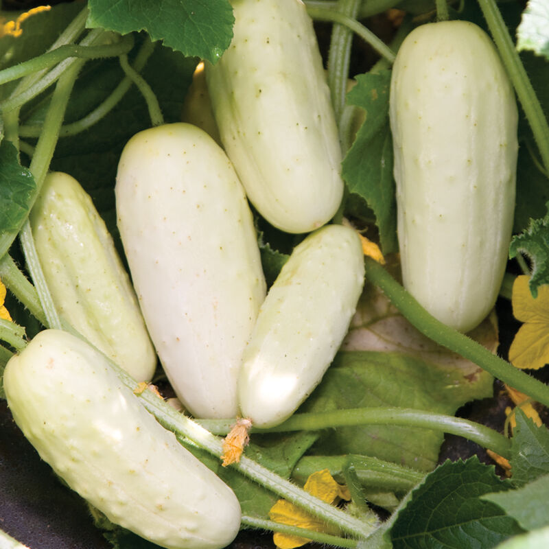 Salt and Pepper Pickling Cucumbers