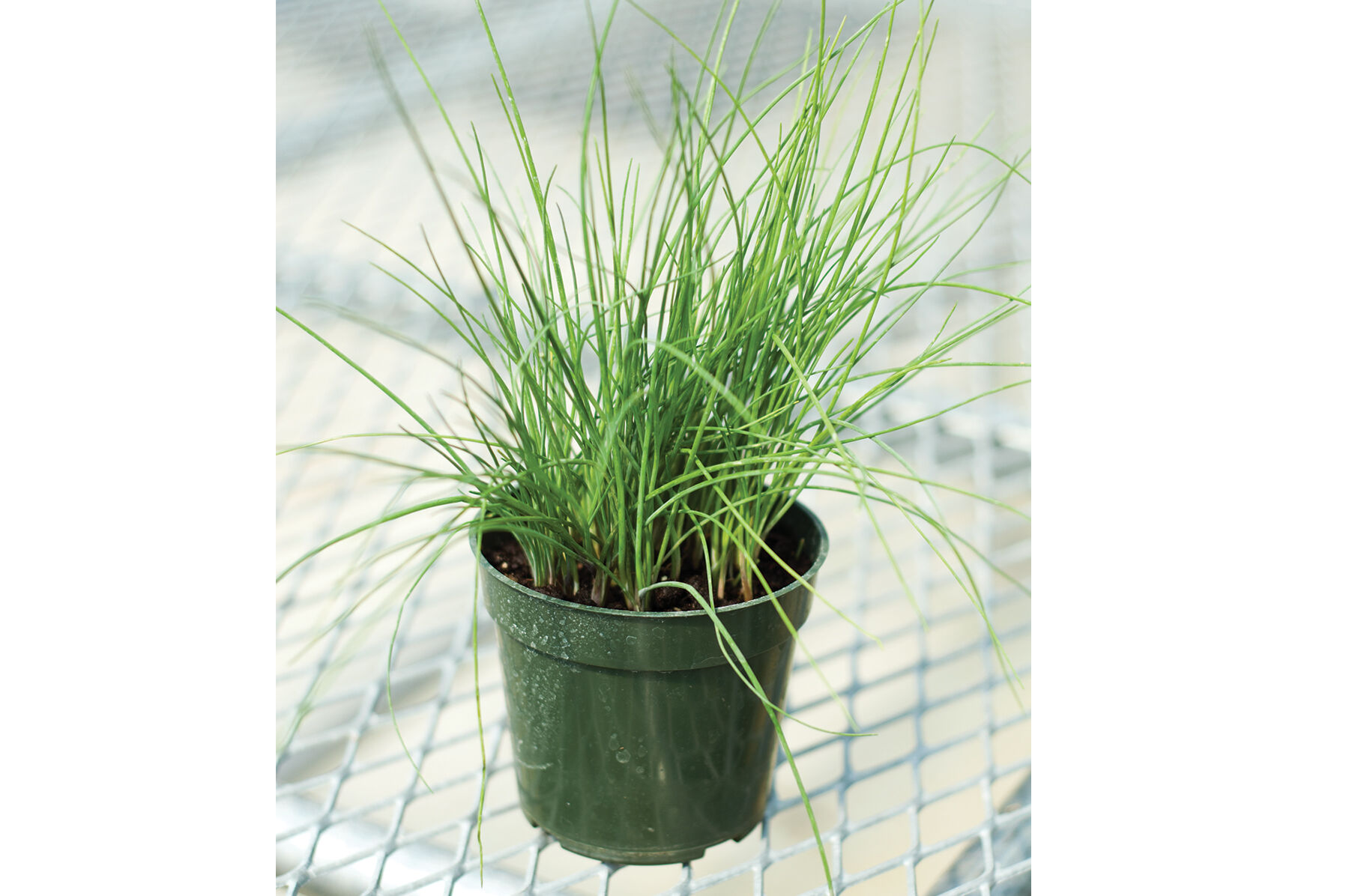 Purly Standard Chives