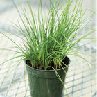 Purly Standard Chives
