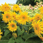 Starburst™ Greenburst DMR Tall Sunflowers
