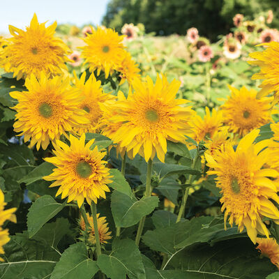 Starburst™ Greenburst DMR Tall Sunflowers