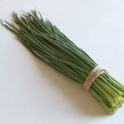Dolores Standard Chives