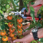 Grape & Tomato Shears Shears & Scissors