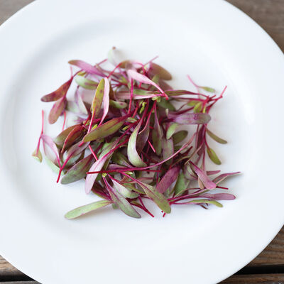 Beet, Bull's Blood Microgreen Vegetables