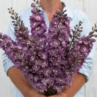 Magic Fountains Lilac Pink White Bee Delphinium