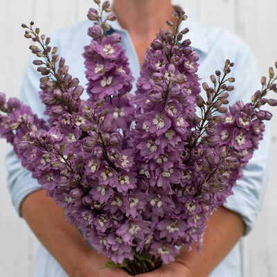 Magic Fountains Lilac Pink White Bee Delphinium