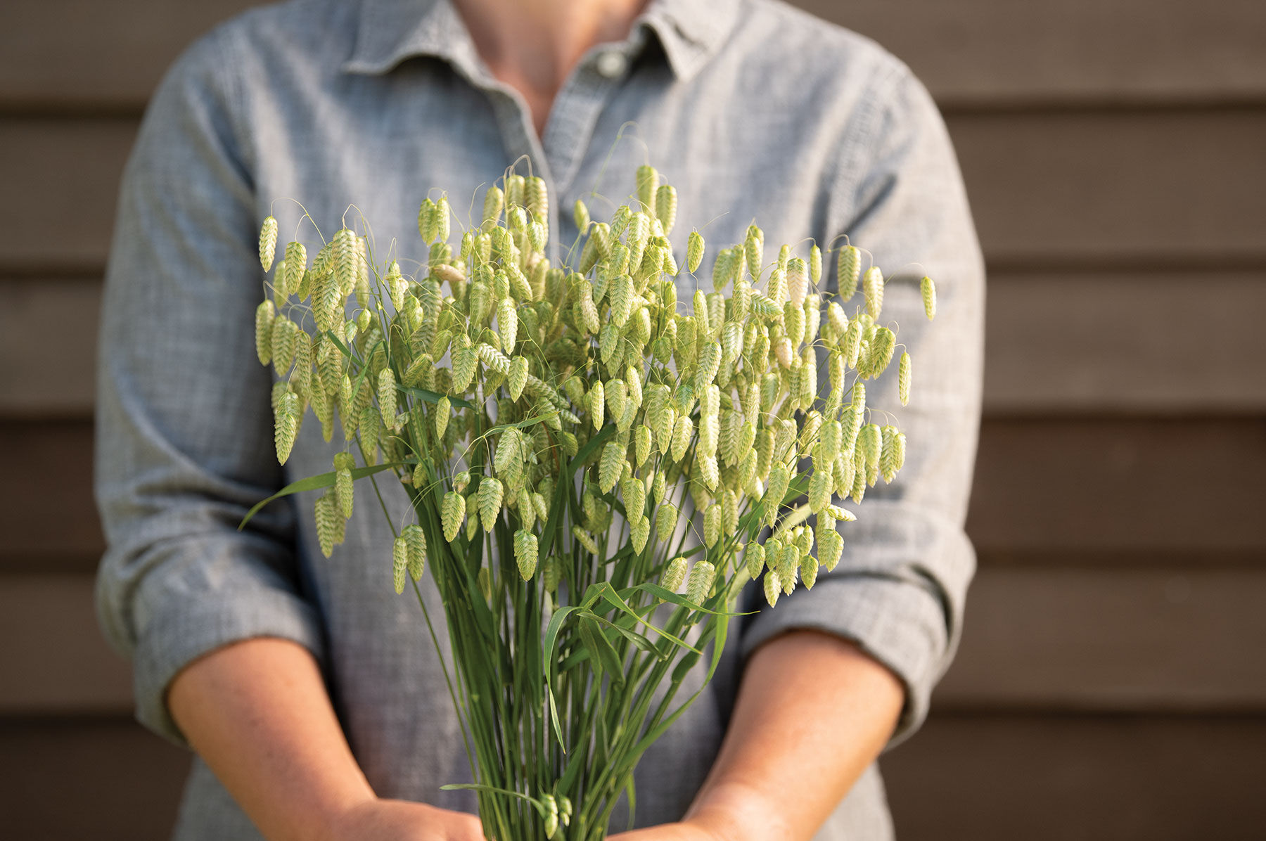 Quaking grass new arrivals