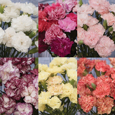 Chabaud Carnation Set Dianthus (Sweet William)