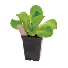 Polypro 2.5" Insert Pots – Black, 32 Count Plastic Pots