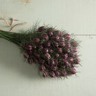Albion Black Pod Albion Black Pod Nigella