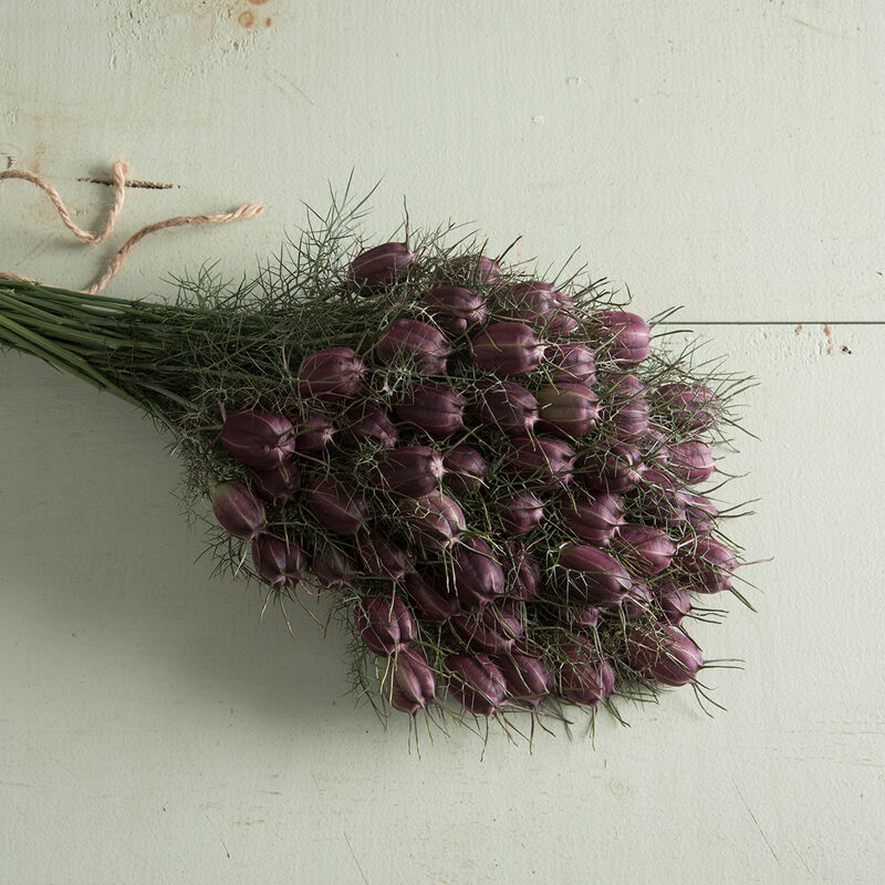 Albion Black Pod Albion Black Pod Nigella