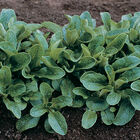 Trophy Specialty Greens