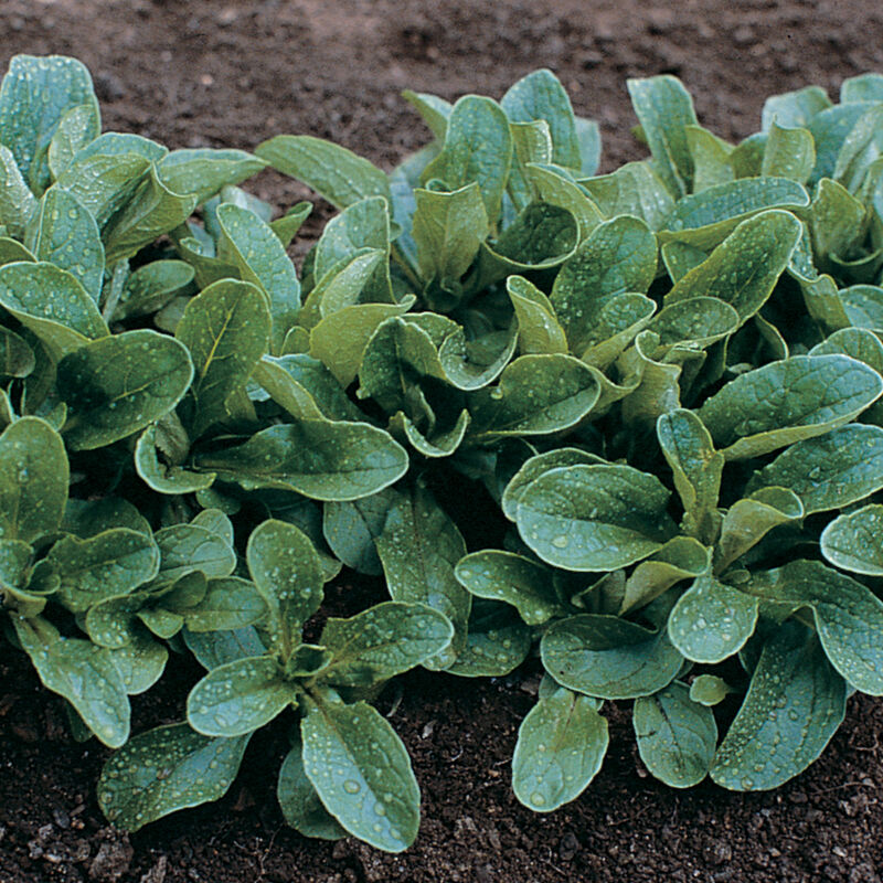 Trophy Specialty Greens