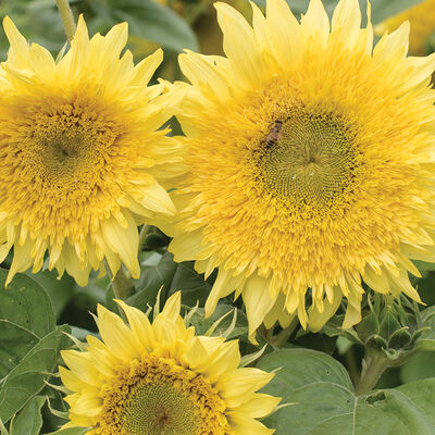 Starburst™ Lemon Aura Tall Sunflowers