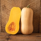 Block Party Winter Squash
