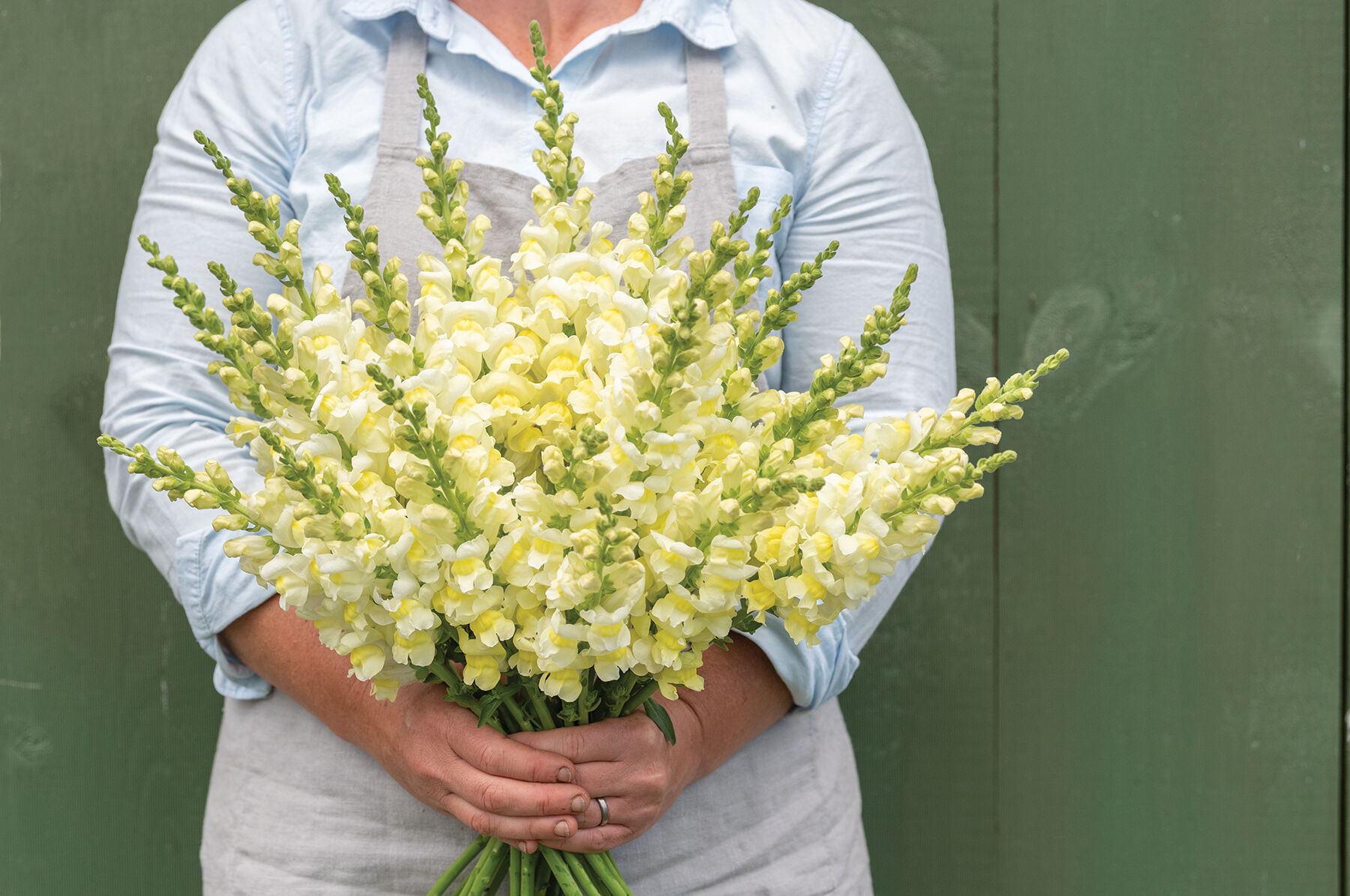 Yellow snapdragons cheap