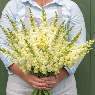 Orleans Early Lemon Yellow Orleans Early Lemon Yellow Snapdragon