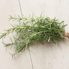 Rosemary Rosemary