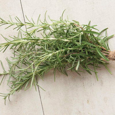 Rosemary Rosemary