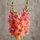 Potomac Orange Potomac Orange Snapdragon